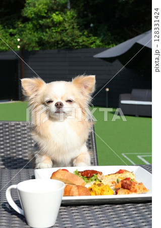 テーブル越しに見せるチワワの満足そうな表情 128331424