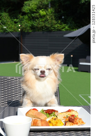 テーブル越しに見せるチワワの満足そうな表情 128331425