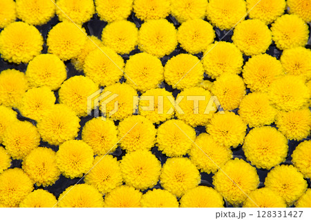 小菊 食用菊 小菊 食用菊 128331427