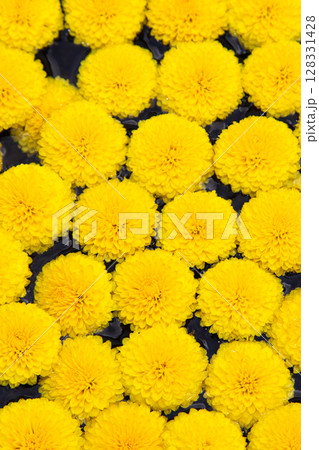 小菊 食用菊 小菊 食用菊 128331428