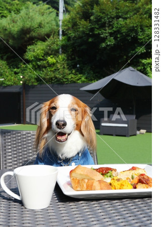 笑顔のわんこと一緒に楽しむガーデンランチ 笑顔のわんこと一緒に楽しむガーデンランチ 128331482