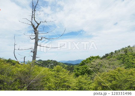 大台ケ原の風景 128331496