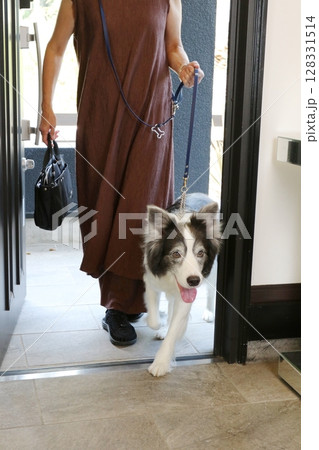 お散歩から帰ってきた飼い主とボーダーコリー 128331514
