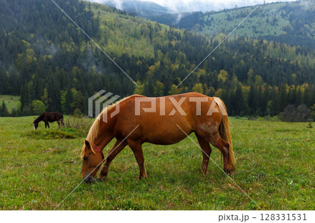 Two Graceful Horses Grazing on a Lush Green Meadow Surrounded by Misty Mountains in a Tranquil Landscape during the Daytime Under a Bright Blue Sky with Patches of Clouds 128331531