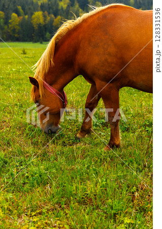A Beautiful Brown Horse Grazing on Lush Green Grass in a Serene Landscape, Surrounded by Nature in a Picturesque Setting of Pasture and Trees Under a Clear Blue Sky 128331536