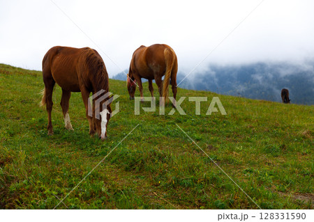 Serene Scene of Horses Grazing on a Lush Green Meadow Surrounded by Misty Mountains Offers a Tranquil View of Nature's Beauty and Horseback Grazing Behavior Serene Scene of Horses Grazing on a Lush Green Meadow Surrounded by Misty Mountains Offers a Tranquil View of Nature's Beauty and Horseback Grazing Behavior 128331590
