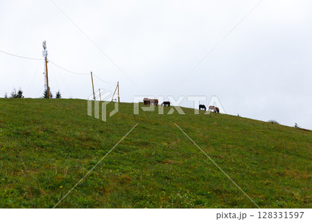 Grazing Horses on a Lush Green Hill Surrounded by Natural Beauty and Communication Towers in a Picturesque Landscape Grazing Horses on a Lush Green Hill Surrounded by Natural Beauty and Communication Towers in a Picturesque Landscape 128331597