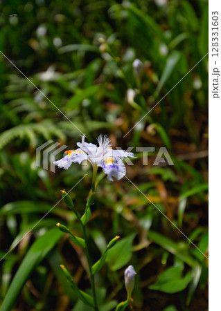 新緑のかずら橋 128331603