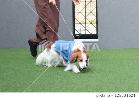 引っ張り癖のある犬 128331621