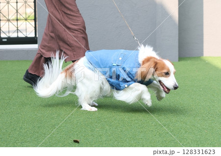 引っ張り癖のある犬 128331623