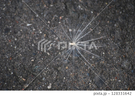 タンポポの種 128331642