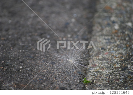 タンポポの種 128331643