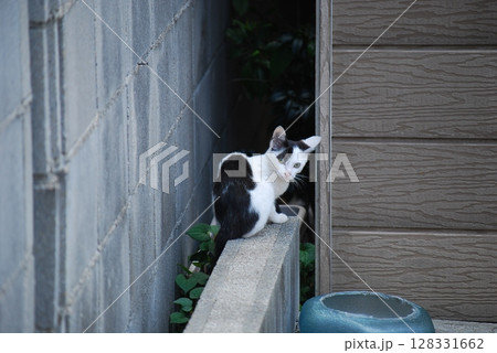 野良猫 野良猫 128331662