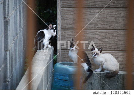 野良猫 野良猫 128331663