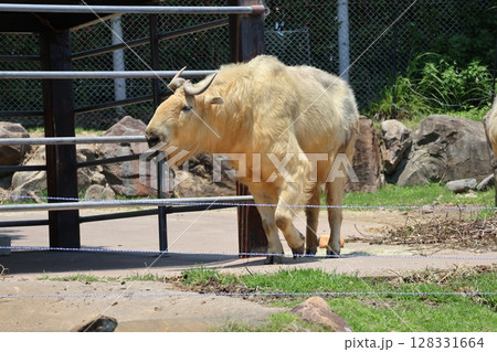 角のあるゴールデンターキンのいる風景 128331664