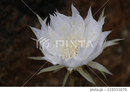 白い花びらの金盛丸というサボテンの花のアップの風景 128331670