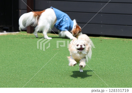 ドッグランではしゃぐ犬達 ドッグランではしゃぐ犬達 128331719