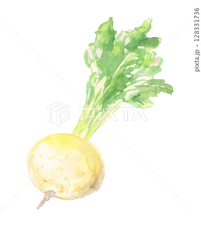 聖護院かぶの水彩イラスト – 京都の丸くて大きな伝統野菜 聖護院かぶの水彩イラスト – 京都の丸くて大きな伝統野菜 128331736