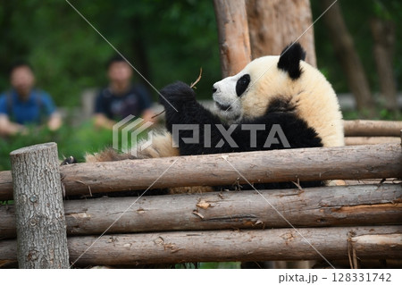高所のウッドデッキでくつろぐ赤ちゃんパンダ 128331742