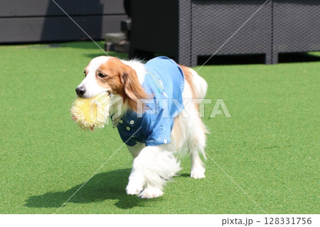 ドッグランで遊ぶ中型犬のコーイケルホンディエ 128331756