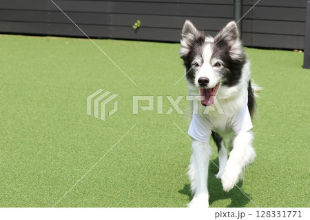 ドッグランで走るボーダーコリー犬 ドッグランで走るボーダーコリー犬 128331771