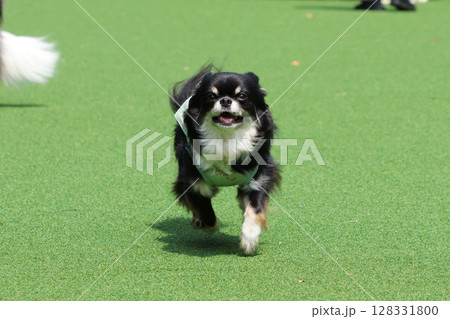 ドッグランで走るブラックタンホワイトのチワワ 128331800