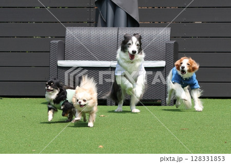 ドッグランで複数の犬のダッシュ！かけっこ 128331853