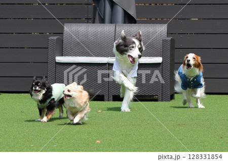 ドッグランで複数の犬のダッシュ!かけっこ ドッグランで複数の犬のダッシュ!かけっこ 128331854