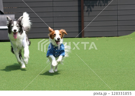 ドッグランで複数の犬のダッシュ!かけっこ ドッグランで複数の犬のダッシュ!かけっこ 128331855