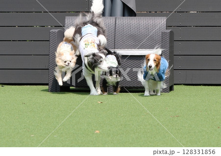 ドッグランで複数の犬のダッシュ!かけっこ ドッグランで複数の犬のダッシュ!かけっこ 128331856