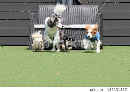 ドッグランで複数の犬のダッシュ！かけっこ 128331857