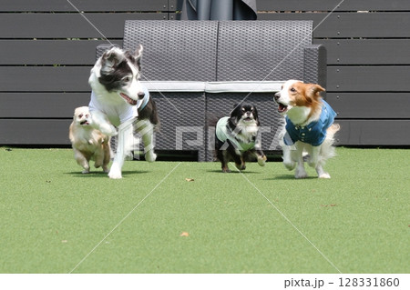 ドッグランで複数の犬のダッシュ!かけっこ ドッグランで複数の犬のダッシュ!かけっこ 128331860
