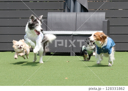 ドッグランで複数の犬のダッシュ!かけっこ ドッグランで複数の犬のダッシュ!かけっこ 128331862