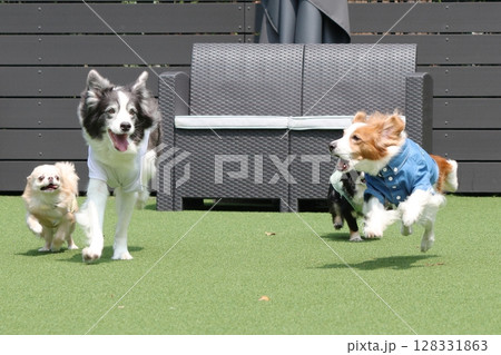 ドッグランで複数の犬のダッシュ!かけっこ ドッグランで複数の犬のダッシュ!かけっこ 128331863