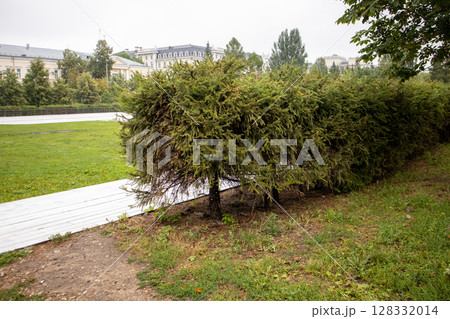 A modern wooden pedestrian path through the park, surrounded by lush green trees 128332014