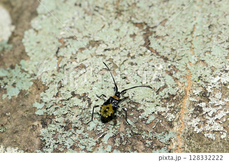 ウメノキゴケに覆われたクヌギの幹にキバラヘリカメムシ幼虫(自然環境下昆虫類マクロ撮影) ウメノキゴケに覆われたクヌギの幹にキバラヘリカメムシ幼虫(自然環境下昆虫類マクロ撮影) 128332222