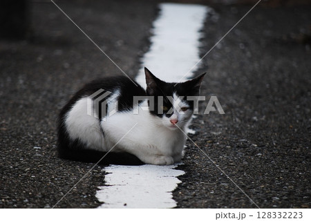 野良猫 128332223