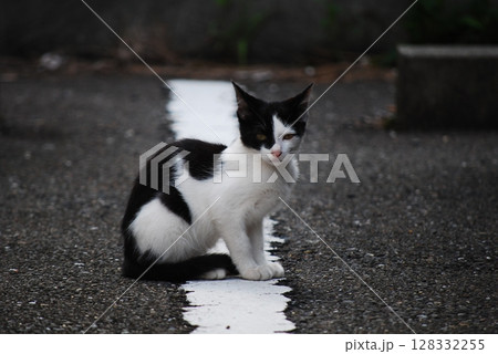 野良猫 野良猫 128332255