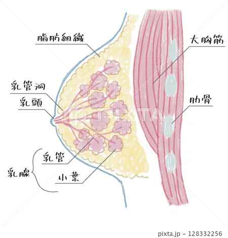 乳房の構造　図解 128332256