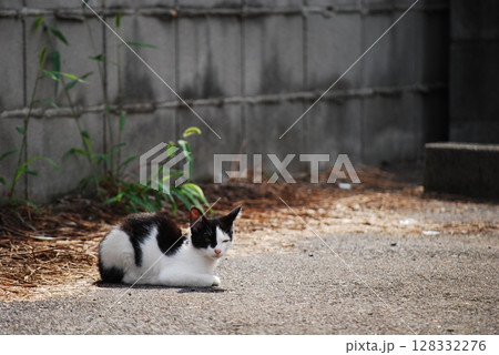 野良猫 128332276