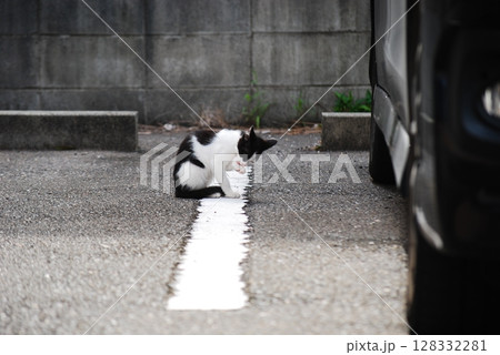 野良猫 野良猫 128332281