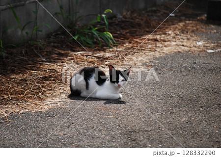 野良猫 野良猫 128332290