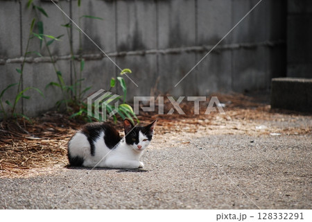 野良猫 128332291