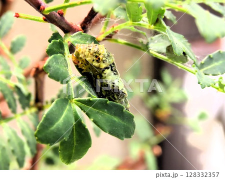 昆虫：山椒の木の葉：ナミアゲハ幼虫:脱皮の過程：我が家の花壇 128332357