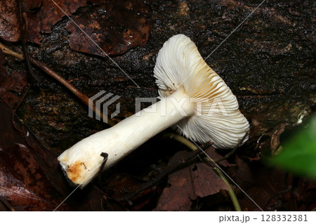 湿潤な森の土壌から抜いたベニタケ属茸の全体象（自然環境下ストロボマクロ撮影） 128332381