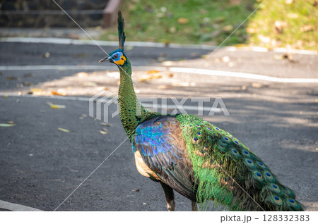 Green Peafowl (or Thai Peacok) living in Mae Puem National Park in Phayao province of Thailand. 128332383
