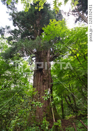 新緑にそびえる稲荷の大杉 128332431
