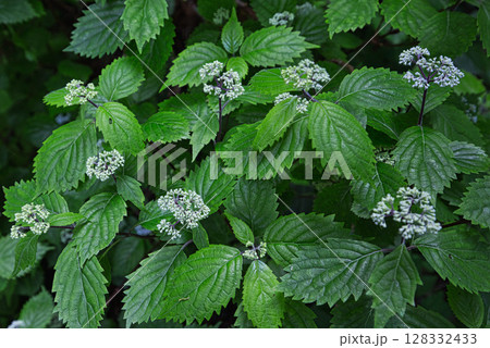 新緑にそびえる稲荷の大杉 128332433