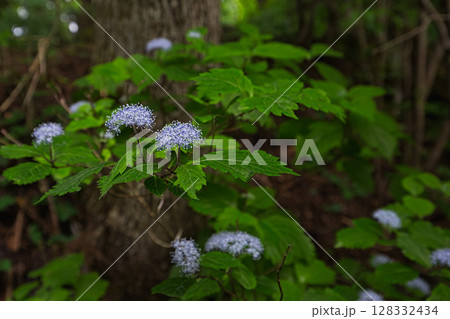新緑にそびえる稲荷の大杉 128332434