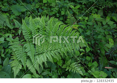 新緑にそびえる稲荷の大杉 128332435